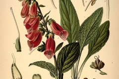 Plant-illustration-of-Foxgloves