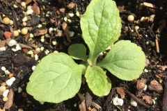 Young-plant-of-Foxgloves