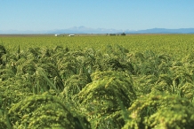 Foxtail-millet-farm