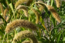 Foxtail-millet-foliage
