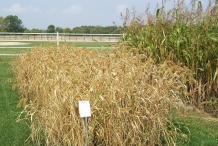 Foxtail-millet-hay
