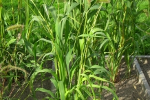 Foxtail-millet-leaves