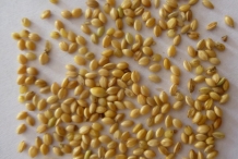 Foxtail-millet-seeds