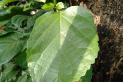 Closer-view-of-flower-of-Fragrant-premna