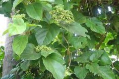 Fragrant-premna-plant-growing-wild