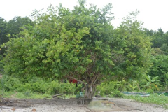 Fragrant-premna-tree