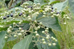 Immature-fruits-of-Fragrant-premna