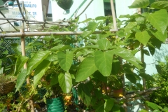 Leaves-of-Fragrant-premna