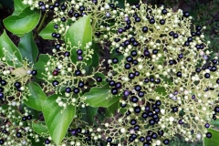 Mature-fruits-of-Fragrant-premna
