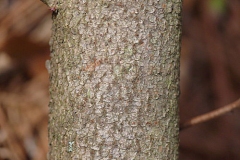 Bark-of-Fragrant-sumac
