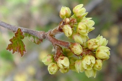 Closer-view-of-Fragrant-sumac-flower