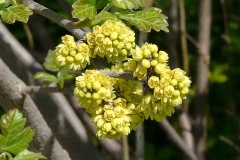 Cluster-of-Fragrant-sumac-flower
