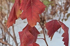 Fall-leaf-color-of-Fragrant-sumac
