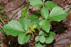 Fragrant-sumac-plant