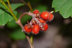 Fruits-of-Fragrant-sumac