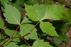 Leaves-of-Fragrant-sumac