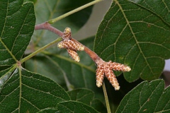 Male-flower-buds-of-Fragrant-sumac