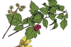 Plant-Illustration-of-Fragrant-sumac