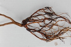 Root-of-Fragrant-sumac