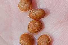 Seeds-of-Fragrant-sumac