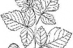 Sketch-of-Fragrant-sumac