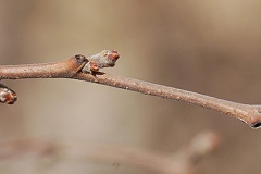 Twigs-of-Fragrant-sumac
