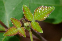 Young-Leaves-of-Fragrant-sumac