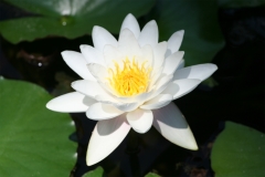 Close-view-of-Fragrant-Water-Lily
