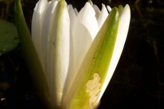 Opening-buds-of-Fragrant-Water-Lily