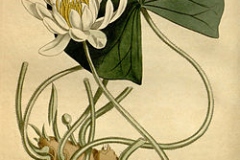 Plant-illustration-of-Fragrant-Water-Lily