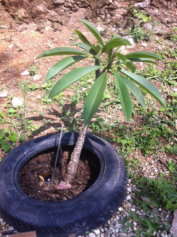 Frangipani-plant