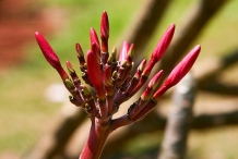 Flower-bud-of-Frangipani