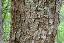 Frangipani-bark