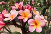 Frangipani-flowers