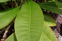 Frangipani-leaves