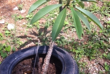 Frangipani-plant