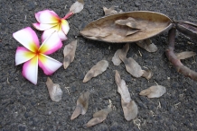Frangipani-seeds