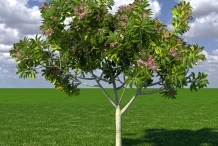 Frangipani-tree