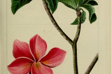 Illustration-of-Frangipani
