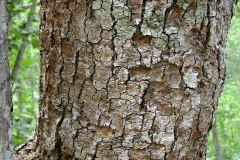 Frangipani-bark