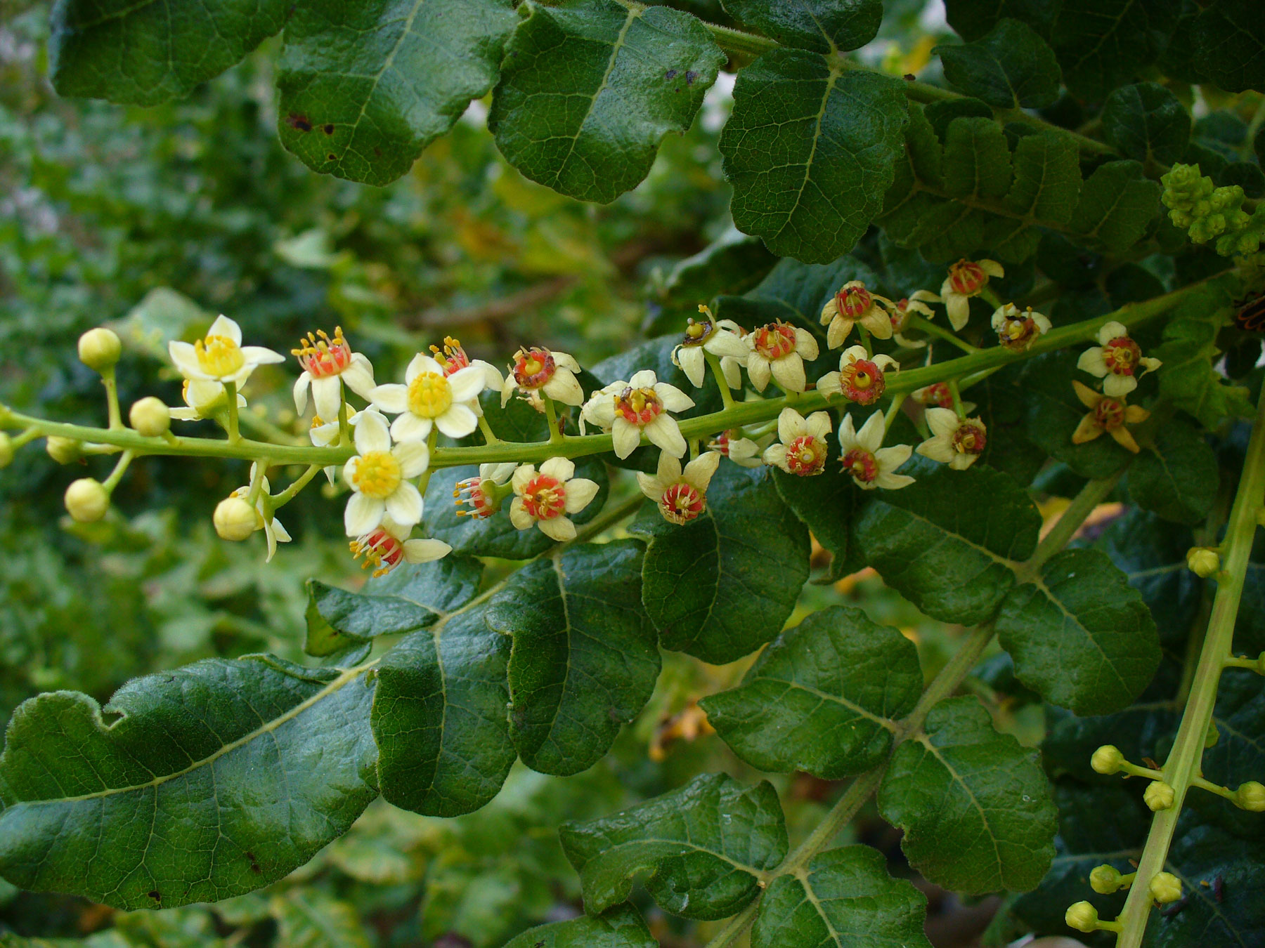 Flowers-of-Frankincense tree
