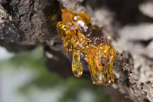 Resins-in-the-Frankincense-tree