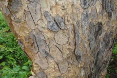 Bark-of-Frankincense-tree