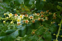 Flowers-of-Frankincense tree