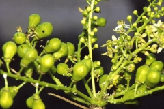 Immature-Fruit-of-Frankincense-tree
