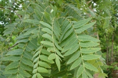 Leaves-of-Frankincense-tree