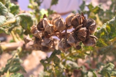 Matured-and-Dried-fruits-of-Frankincense tree