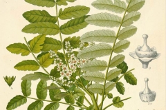 Plant-Illustration-of-Frankincense
