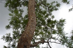 Trunk-of-Frankincense-tree