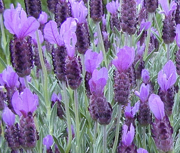 Flowers-of-French-lavender